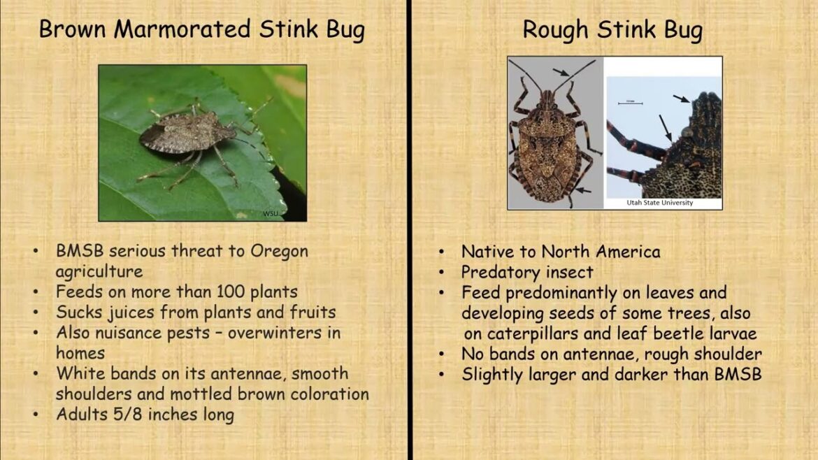 Invasive Pests and Look-alikes with OSU Master Gardeners