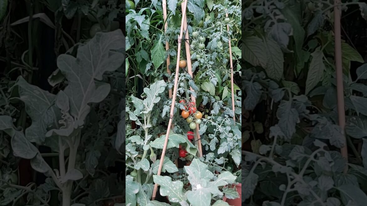 TOMATO PLANT ! TOMATO GROW IN POT ! ORGANIC FARMING ! VEGETABLE FARMING ! GARDEN ! K5 ! K FIVE ! 120