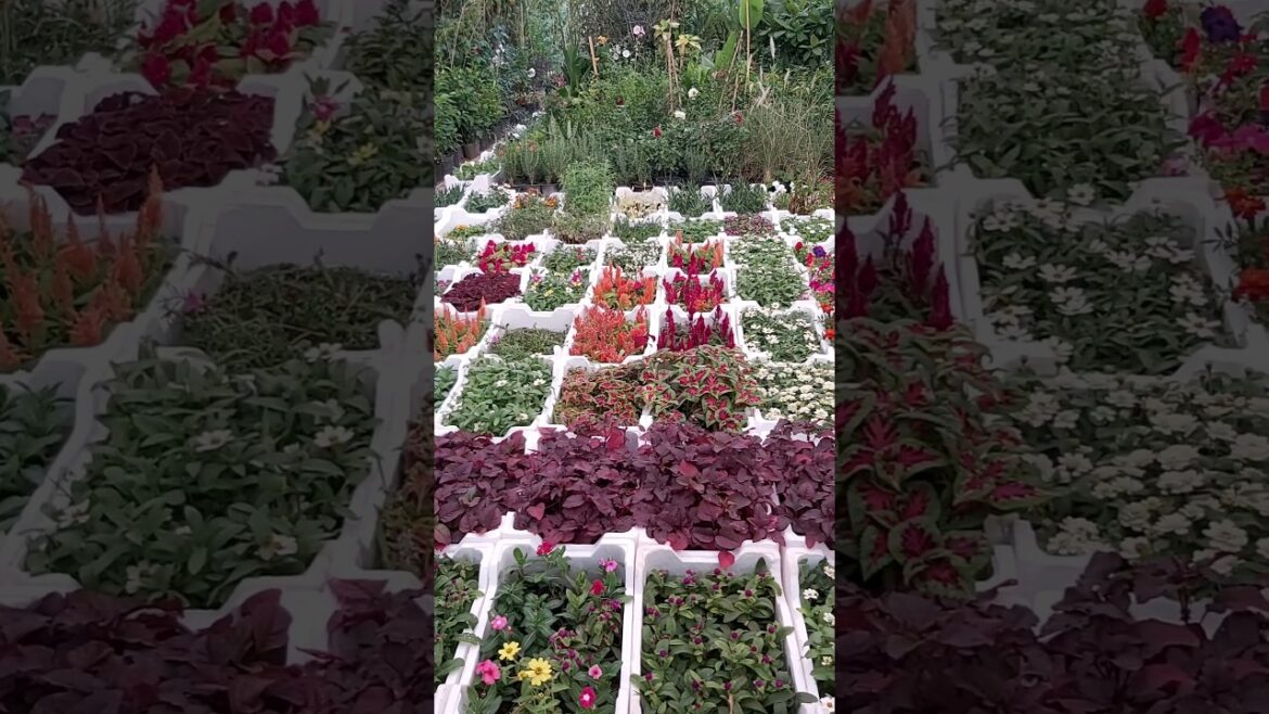 CONTAINER GARDENING ! TERRACE GARDENING ! PLANT TYPES ! FLOWER TYPES ! ASMR ! K5 ! K FIVE ! 72