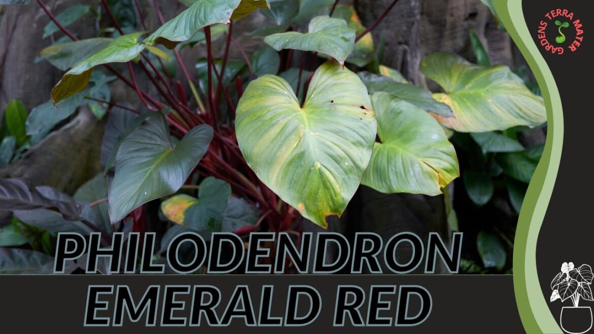 PHILODENDRON 'EMERALD RED' Information and Growing Tips! (Philodendron erubescens)