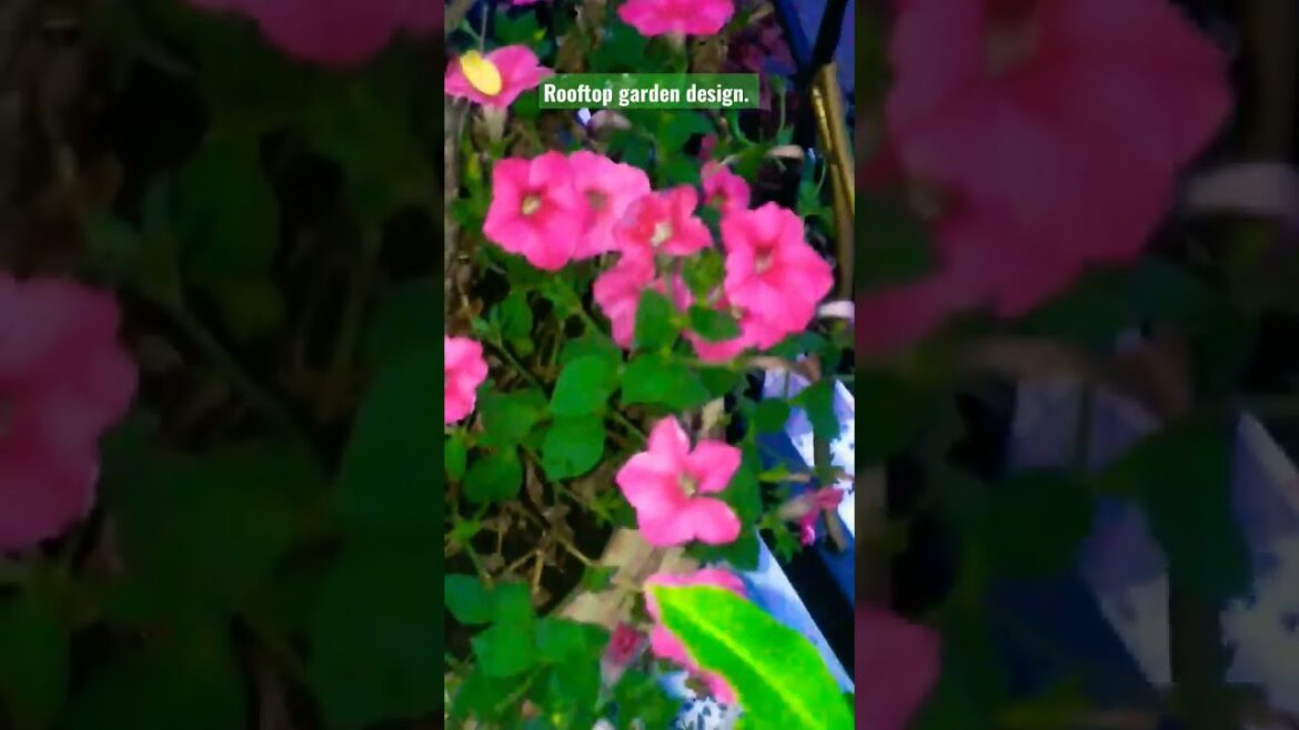 Rooftop garden design. Flowers garden. Designers idea. #viral #shorts #short #video #flowers Rooftop garden design. Flowers garden. Designers idea. #viral #shorts #short #video #flowers