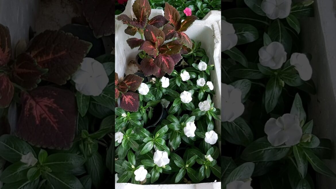 TERRACE GARDENING ! CONTAINER GARDENING ! ORGANIC ! FLOWER TYPES ! PLANT CARE ! K5 ! K FIVE ! 68 TERRACE GARDENING ! CONTAINER GARDENING ! ORGANIC ! FLOWER TYPES ! PLANT CARE ! K5 ! K FIVE ! 68