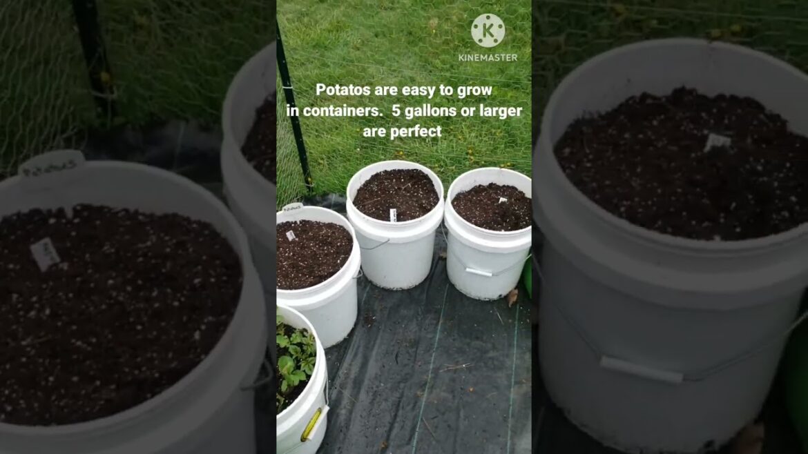 Growing potatoes in containers / grow bags.