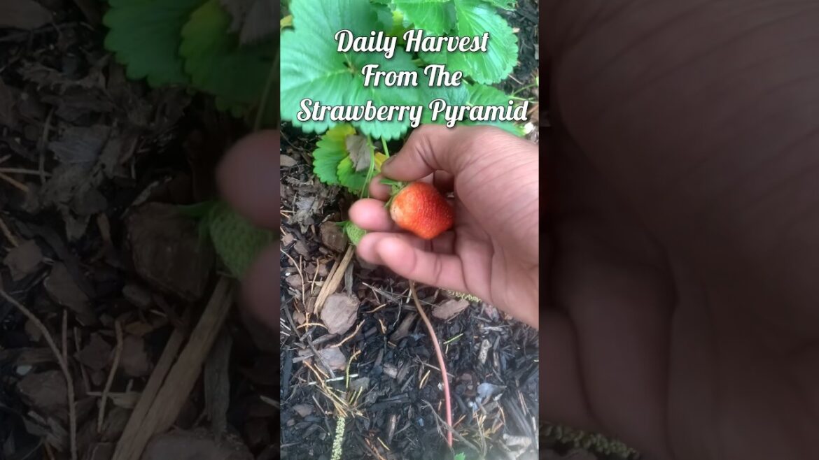 Harvesting Strawberries Daily #urbangardening #strawberries