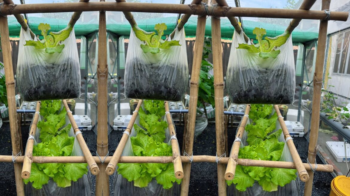 Eco-Friendly Vegetable Gardening with Recycled Bags