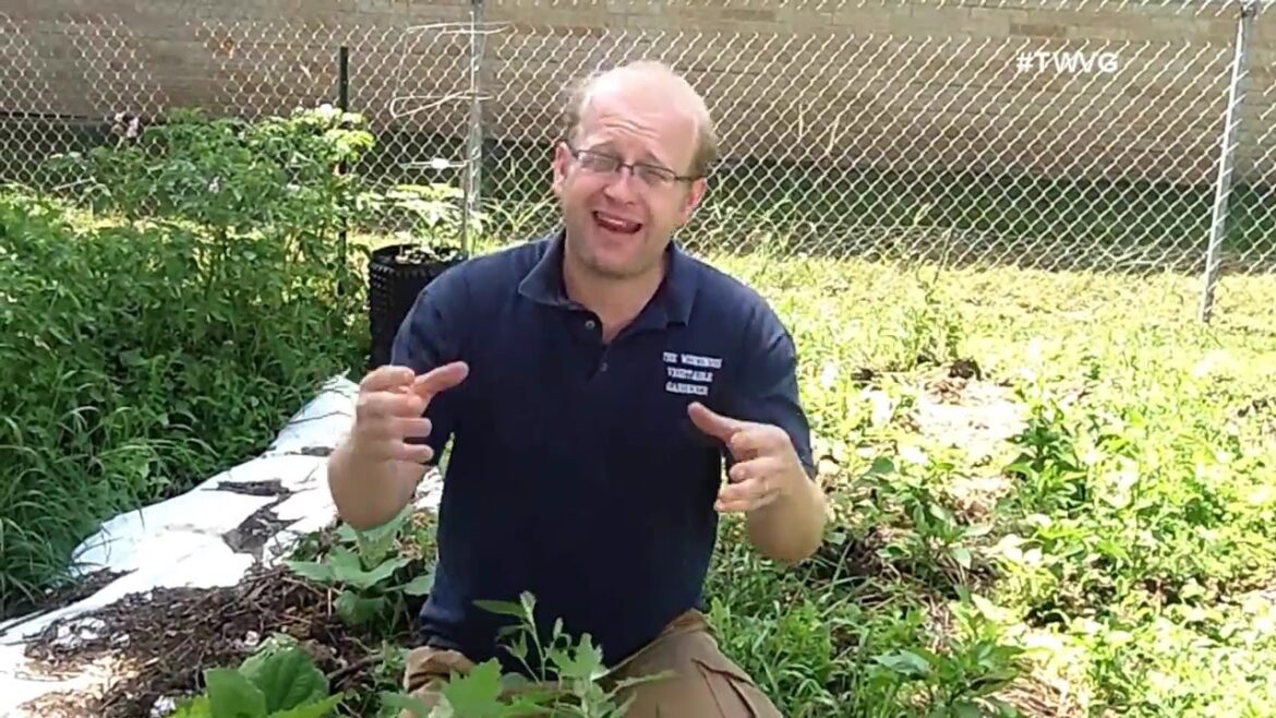 Don’t Weed? Garden Tip The Wisconsin Vegetable Gardener Don't Weed? Garden Tip The Wisconsin Vegetable Gardener