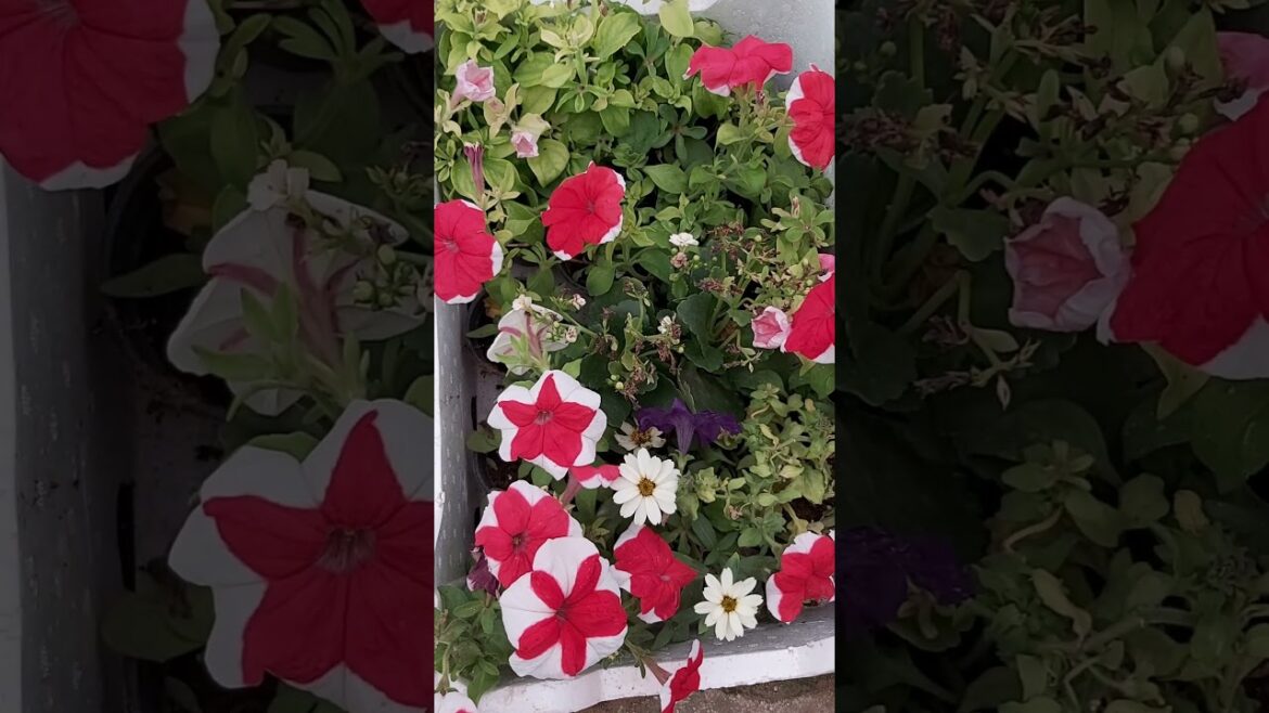 BEAUTY OF CONTAINER GARDENING !TERRACE GARDENING ! FLOWERS ! PLANTING FLOWERS ! K5 ! K FIVE ! 81