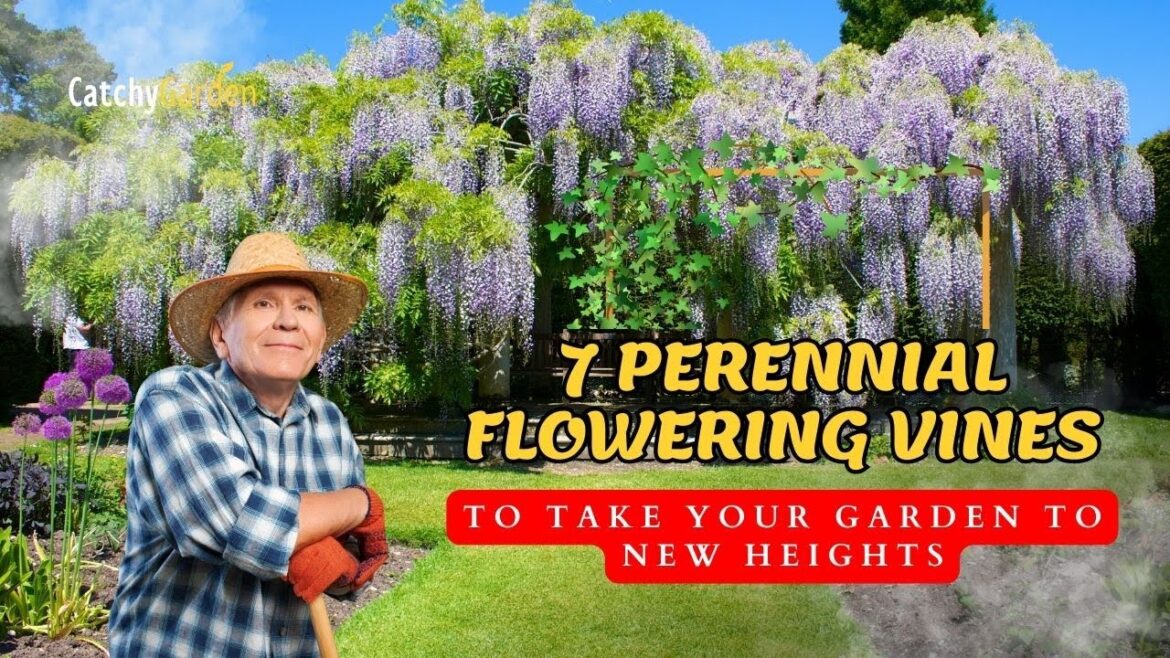 7 Best Perennial Flowering Vines for Making Your Garden the Talk of the Block 🌿🍁☘️