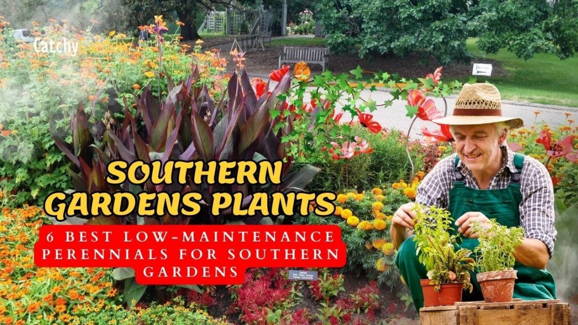 6 Best Low Maintenance Perennials for Southern Gardens π·π₯ // Gardening Ideas 6 Best Low Maintenance Perennials for Southern Gardens π·π₯ // Gardening Ideas