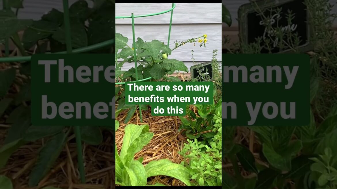 Patio & Garden Ideas ❤️#shorts #short #shortvideo #garden Patio & Garden Ideas ❤️#shorts #short #shortvideo #garden