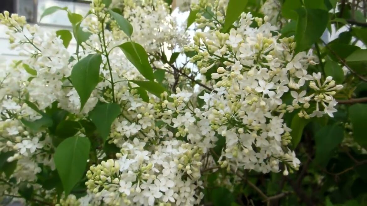 I have watched you wildly bloom. I got drunk on your perfume. #syednadeemmedia #flowers #viral #top