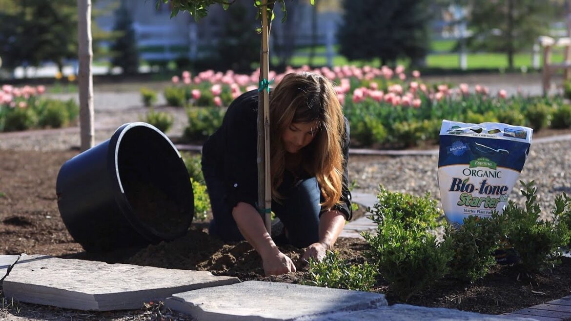Garden Answer: Planting Spectacular Rose Trees, Raspberries & Perennial Campanulas! 🌹🙌💚 // Garden Answer Planting Spectacular Rose Trees, Raspberries & Perennial Campanulas! 🌹🙌💚 // Garden Answer