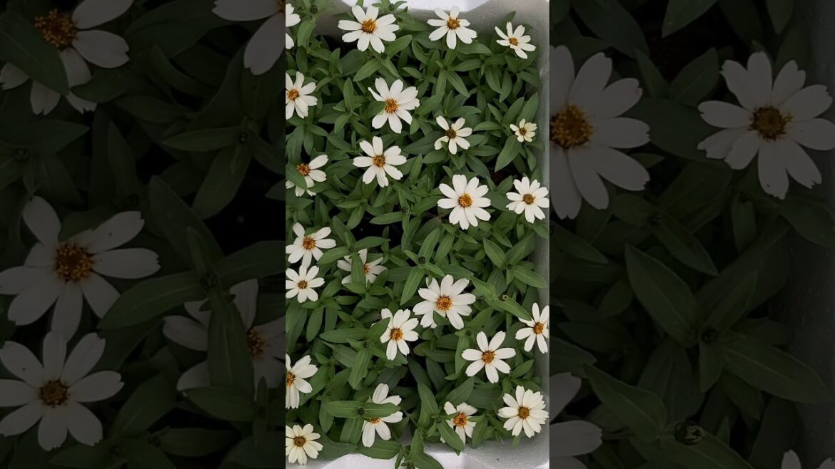 WHITE SUNFLOWER ! CONTAINER GARDENING ! TERRACE GARDENING ! FLOWERS ! PLANT CARE ! K5 ! K FIVE ! 74