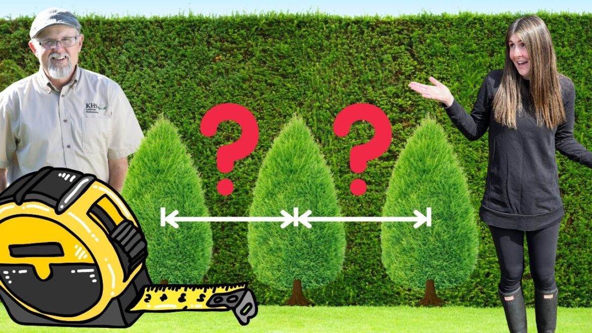 Emerald Green arborvitae spacing and planting layout 🌲 - ask an expert w/@growercoach