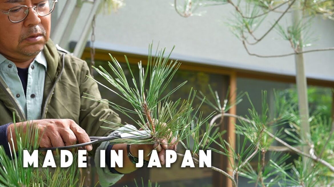 Pruning the garden near Horyuji, the oldest wooden building in the world. Pruning the garden near Horyuji, the oldest wooden building in the world.