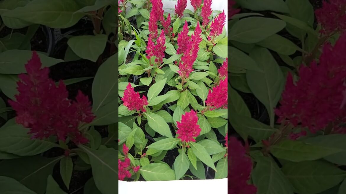 HOW TO GROW YOUR TERRACE GARDEN ! PLANT CARE ! GARDENING ! CONTAINER GARDENING ! K5 ! K FIVE ! 109