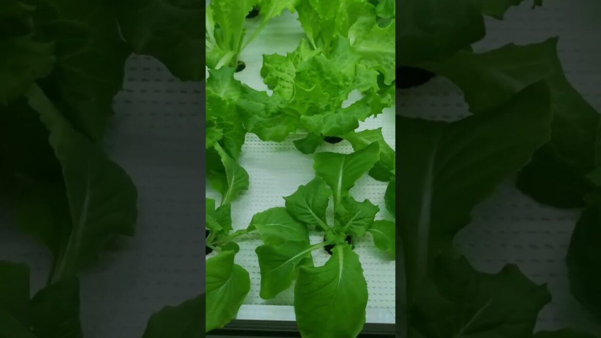 Is EBB And Fiow Table The Most Suitable Hydroponic Equipment For Growing Lettuce