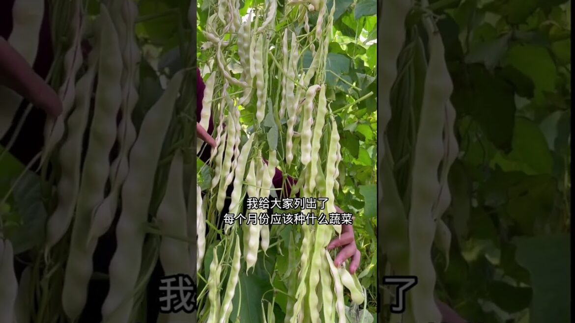 how to growth vegetable /gardening ideas for home how to growth vegetable /gardening ideas for home
