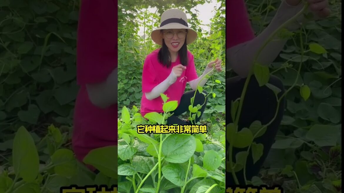how to growth vegetable /gardening ideas for home how to growth vegetable /gardening ideas for home