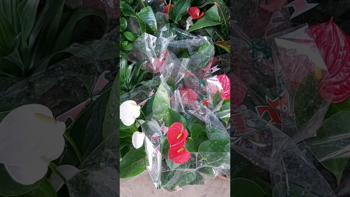 HOW TO GROW YOUR TERRACE GARDEN ! PLANT CARE ! FLOWER TYPES ! CONTAINER GARDENING ! K5 ! K FIVE 110