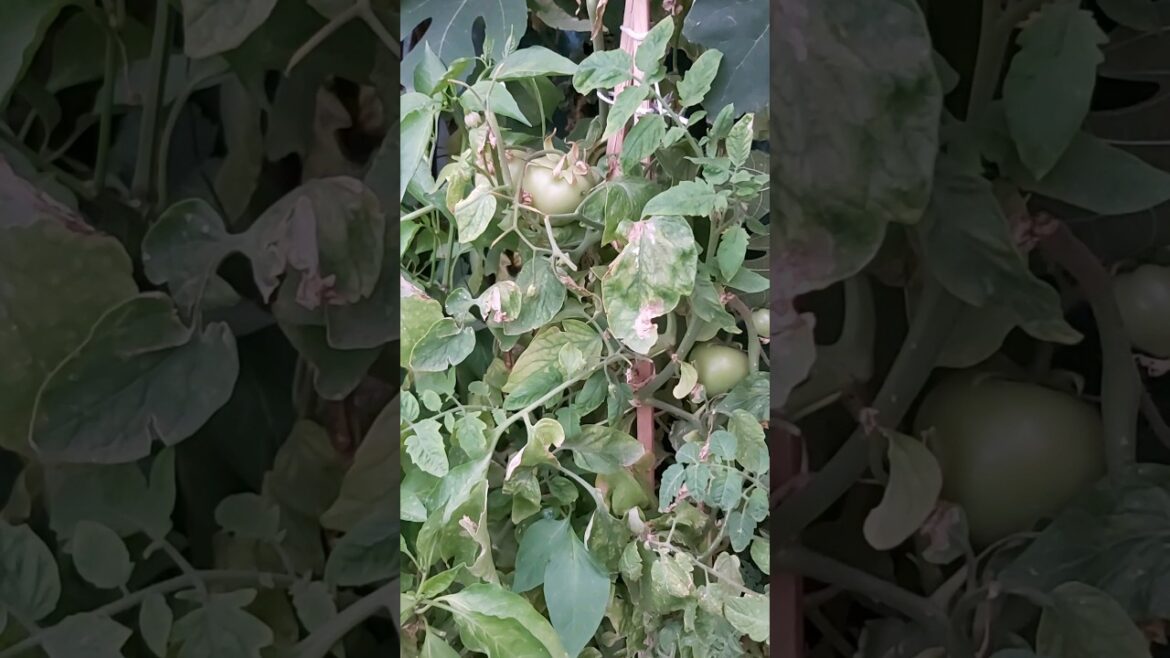 TOMATO PLANT ! GROW YOUR OWN TOMATO GARDEN ! PLANT CARE ! VEGETABLE GARDENING ! K5 ! K FIVE ! 168