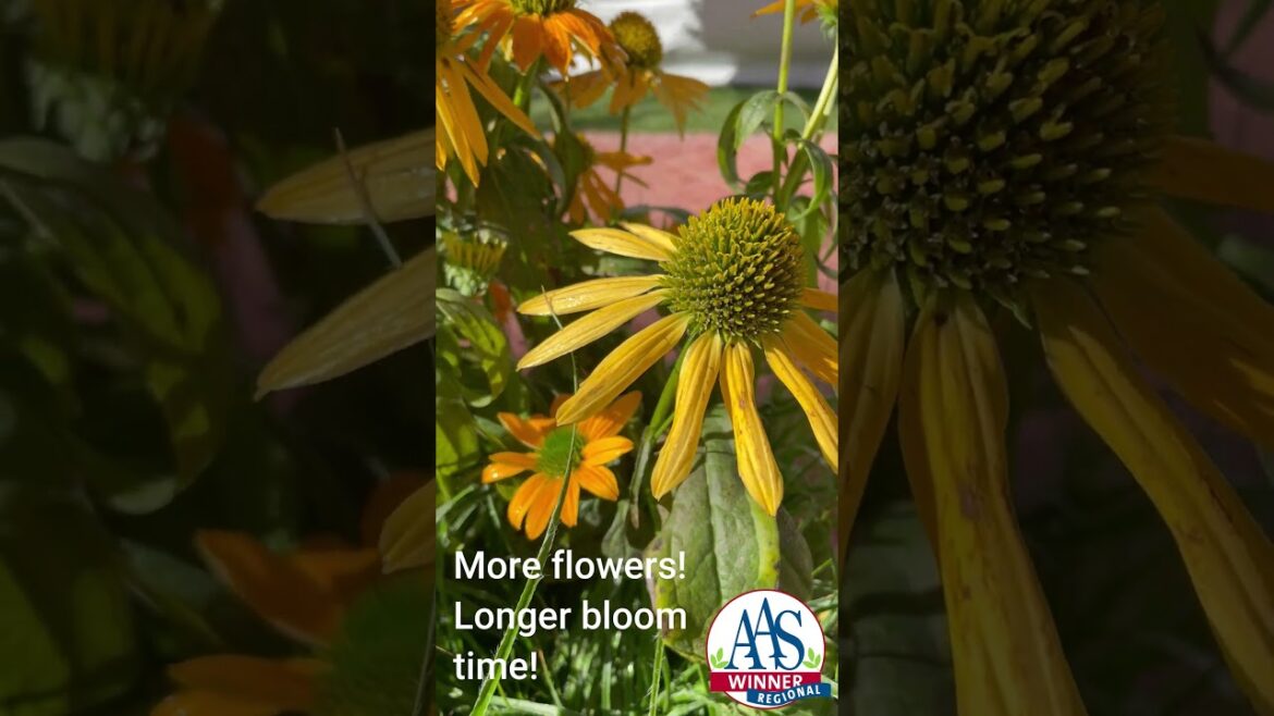 AAS Winner Echinacea Artisan Yellow Ombre - Great perennial loved by butterlies all season