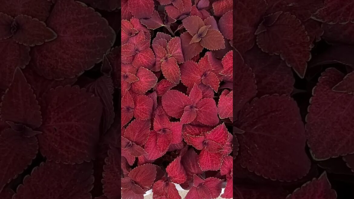 RED PLANT ! CONTAINER GARDENING ! TERRACE GARDENING ! PLANT TYPES ! PLANT CARE ! K5 ! K FIVE ! 73