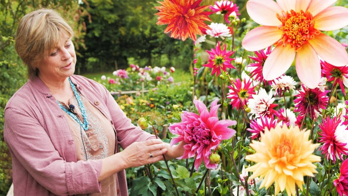Sarah Raven - How to grow dahlias | Good Housekeeping UK