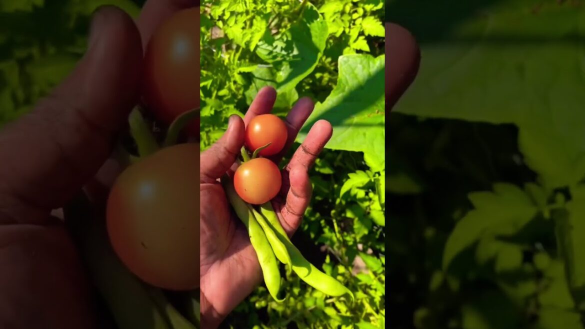 Get Your Backyard Garden Summer-Ready: Tips and Tricks. #homeimprovement #gardening #backyard Get Your Backyard Garden Summer-Ready: Tips and Tricks. #homeimprovement #gardening #backyard