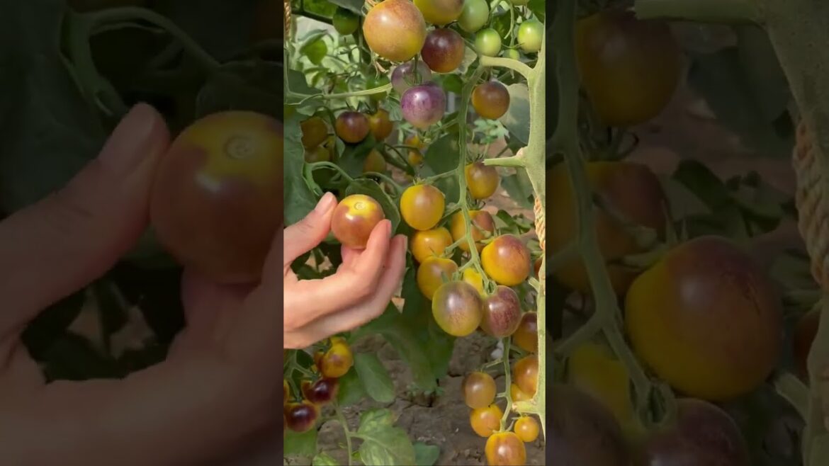 how to growth vegetable /gardening ideas for home how to growth vegetable /gardening ideas for home