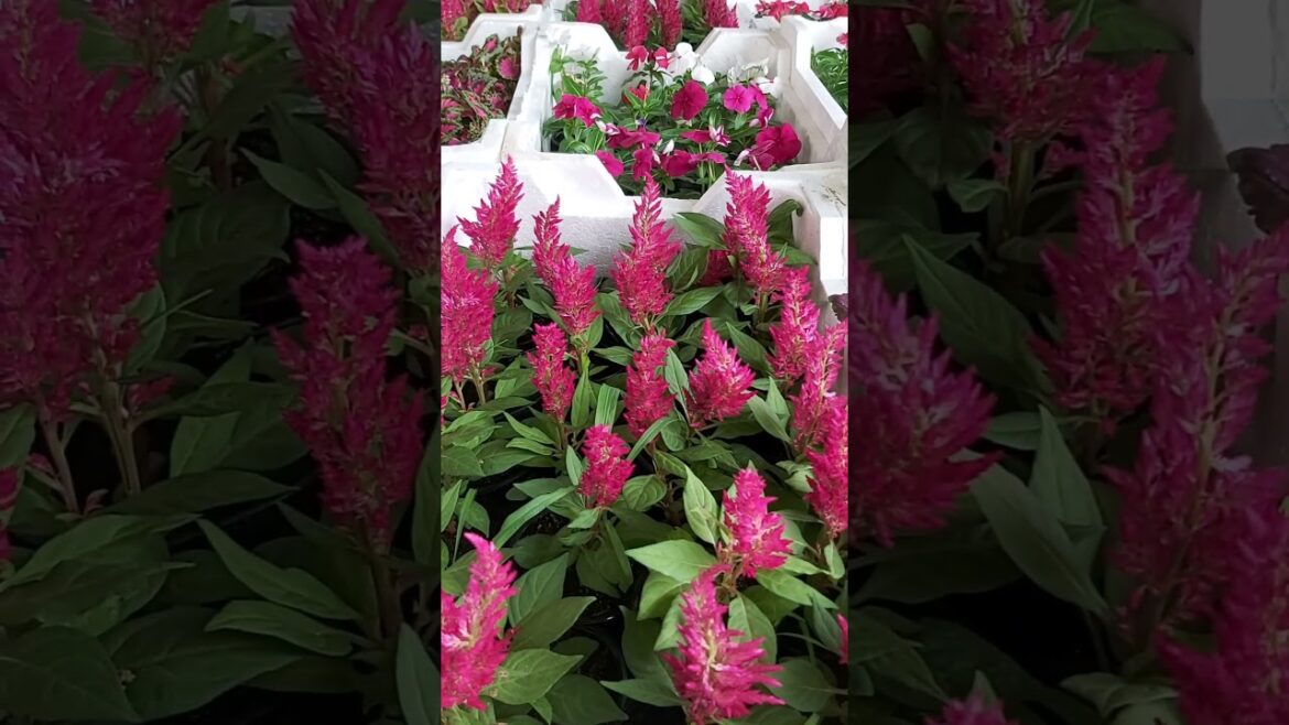 TERRACE GARDENING ! CONTAINER GARDENING ! PLANT TYPES ! FLOWER TYPES ! PLANT CARE ! K5 ! K FIVE ! 67