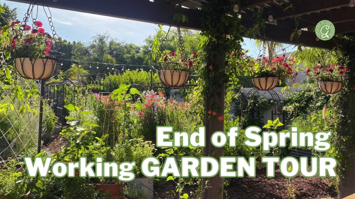 End of Spring WORKING TOUR: Saving Seeds, Pruning Tomatoes & MUCH MORE End of Spring WORKING TOUR: Saving Seeds, Pruning Tomatoes & MUCH MORE