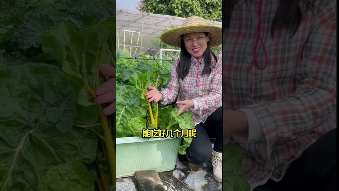 gardening ideas for home/enjoy with my garden gardening ideas for home/enjoy with my garden