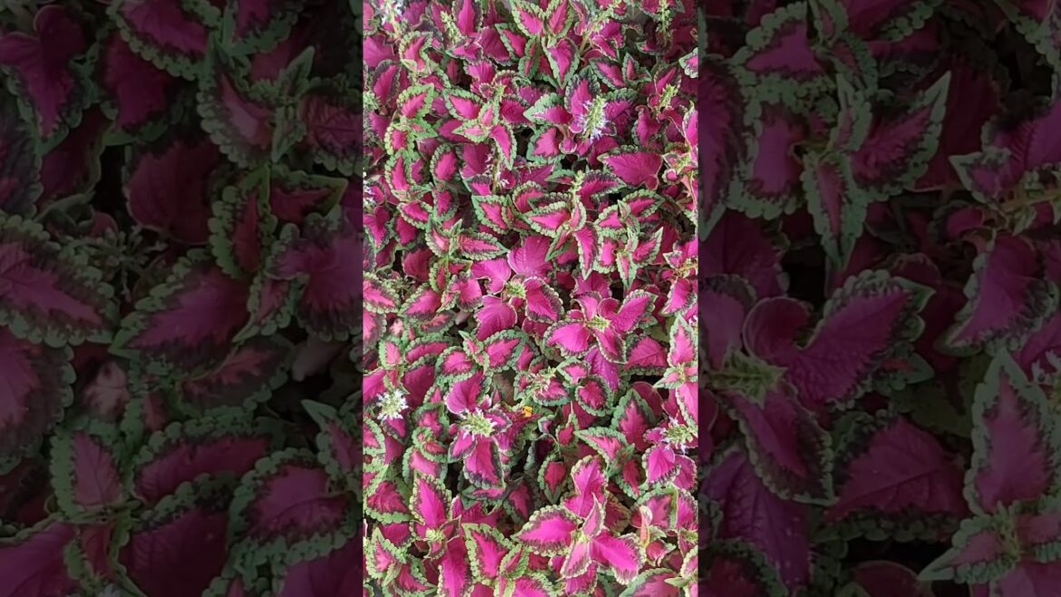 RELAXING VIDEO ! CONTAINER GARDENING ! PLANT TYPES ! FLOWER TYPES ! PLANT CARE ! K5 ! K FIVE ! 70