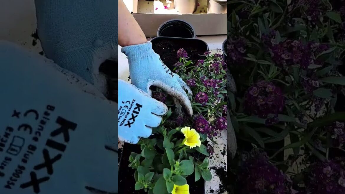 Full of color full sun  container🌸🌼🌺🌞/ Garden Basics