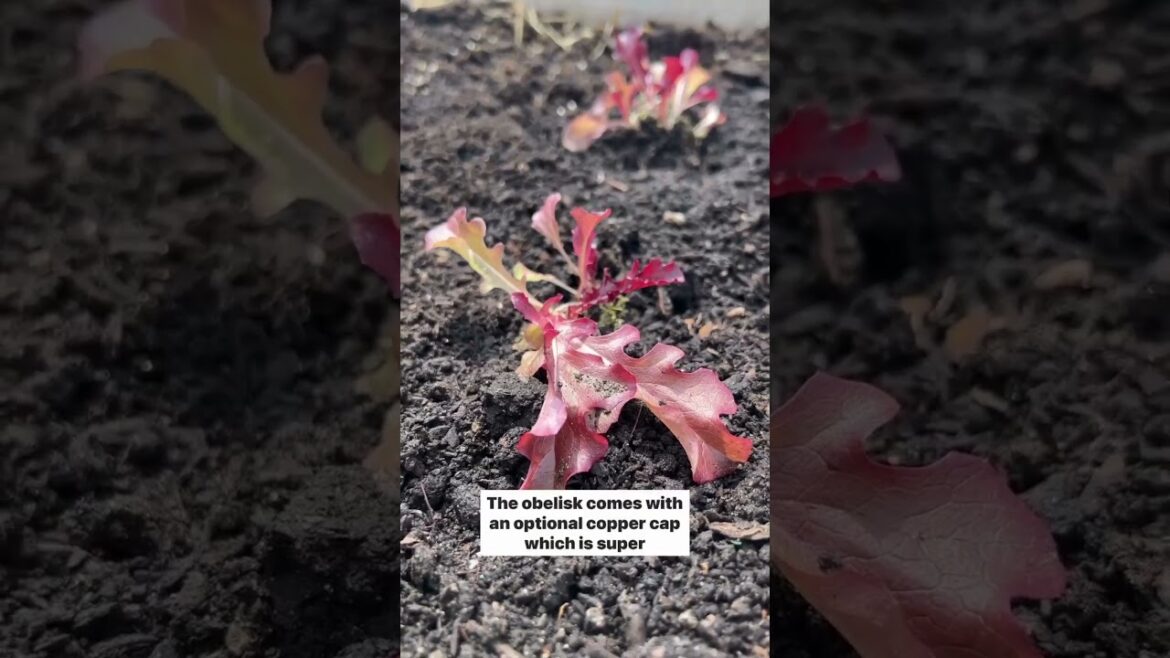 Test Garden Tuesday Installing Cedar Obelisk