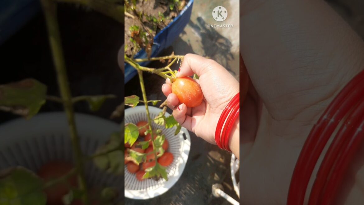 #Tamoto 🍅😍#tressgardenoverview#garding#vegetablelovers#harvesting#gardening#Manisha Sharma's shorts