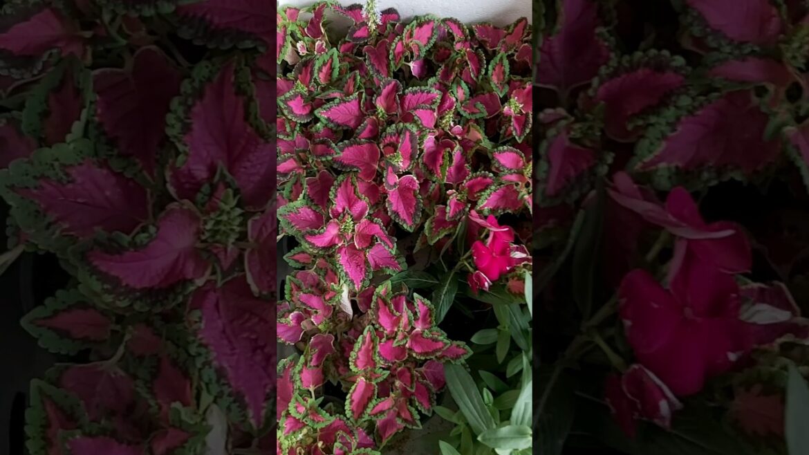 TERRACE GARDENING ! CONTAINER GARDENING ! COLORFULL PLANTS ! FLOWER TYPES ! K5 ! K FIVE ! 66