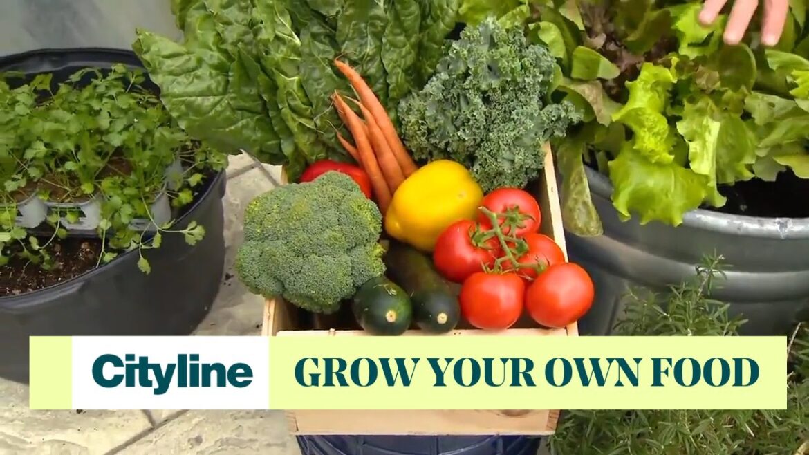A beginner's guide to grow food in your own garden