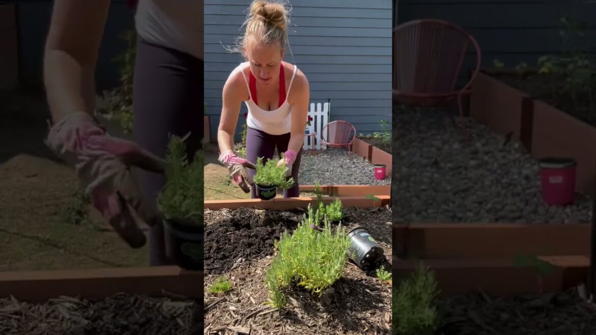 Don’t Do All Home Gardening From Seed! Move Around For Success Don't Do All Home Gardening From Seed! Move Around For Success