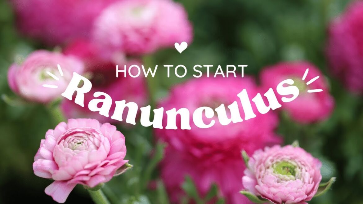 How to Start Growing Ranunculus: Tips and Tricks for Success How to Start Growing Ranunculus: Tips and Tricks for Success