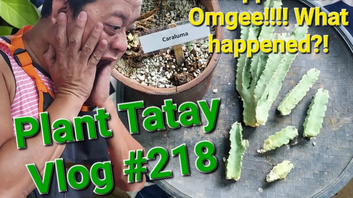 PLANT TATAY VLOG # 218