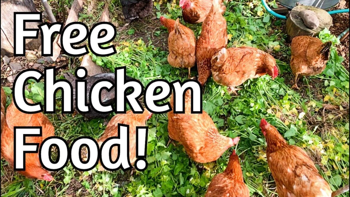 FREE Chicken Food! ‘Weeds’ are superfoods FREE Chicken Food! 'Weeds' are superfoods