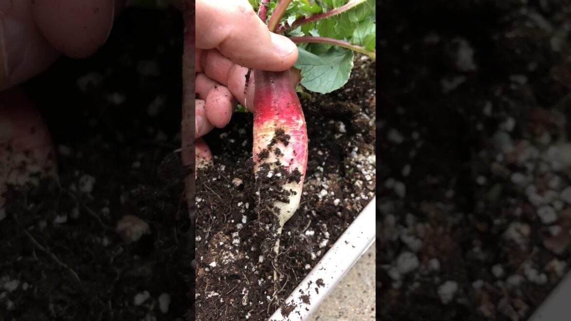 It’s time to harvest the radishes. #gardening #vegetablegardening #containergardening