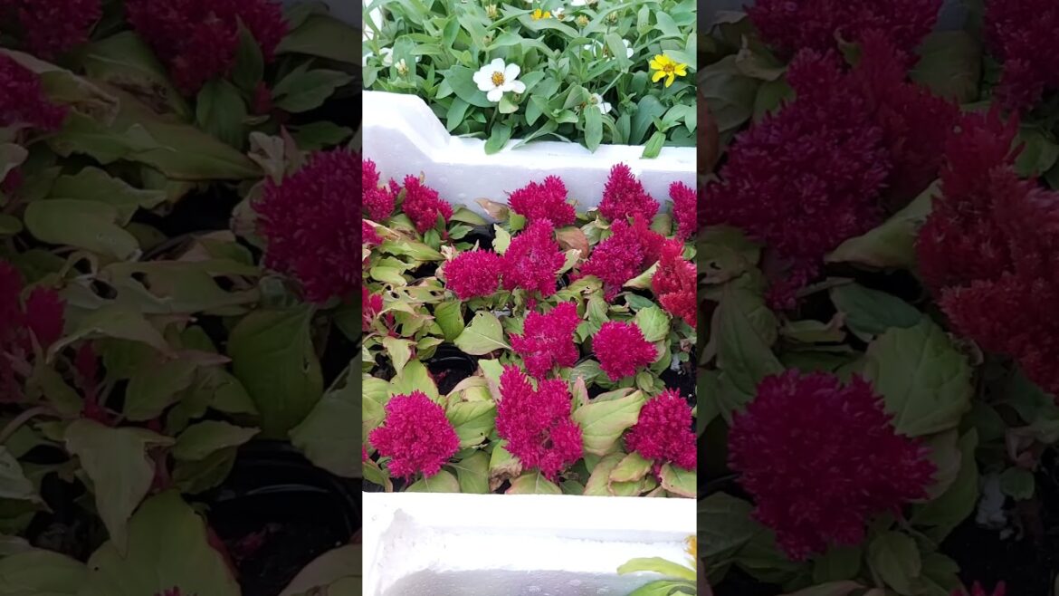 🥰😍🤩 GARDEN BEAUTY ! PLANT CARE ! FLOWER TYPES ! INDOOR PLANT ! CONTAINER GARDENING ! K5 ! K FIVE 132