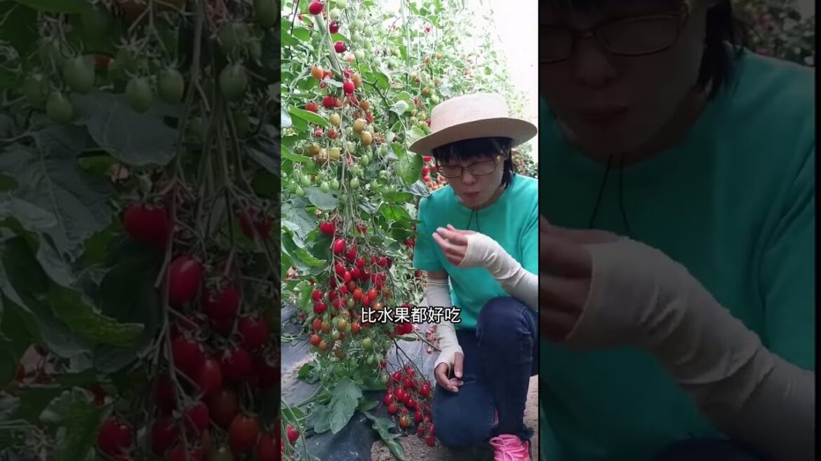 gardening ideas for home/enjoy with my garden gardening ideas for home/enjoy with my garden