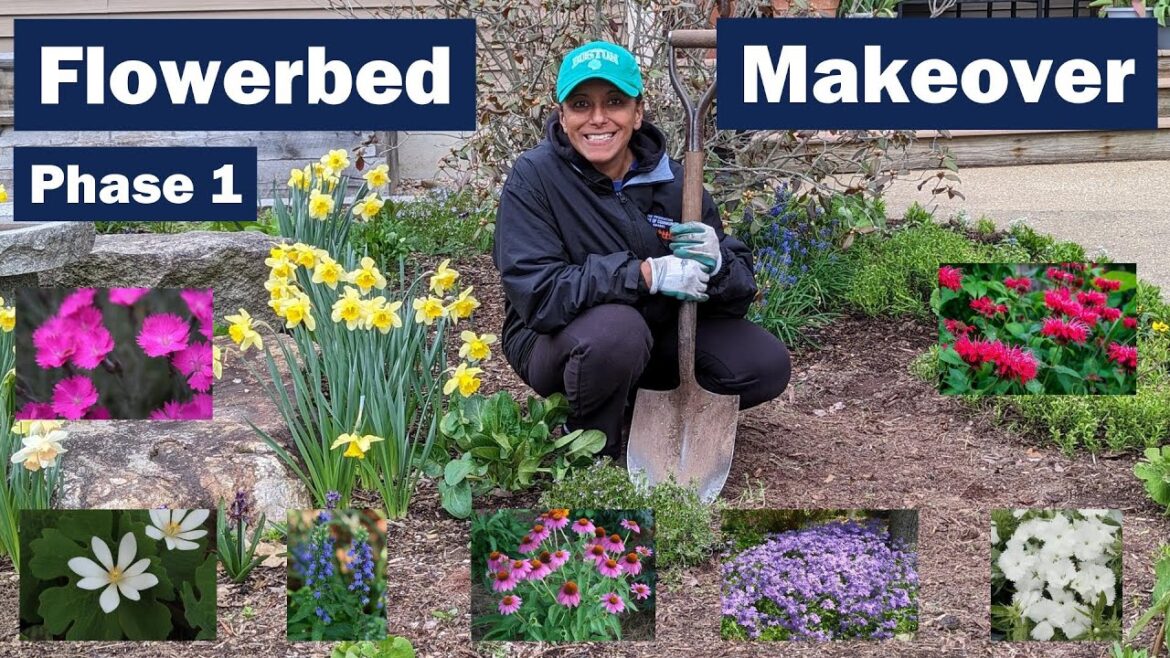 Dividing & Moving Perennials 🌺 FREE PLANTS 🌻 Start to Finish Flowerbed Makeover Refresh 🌼