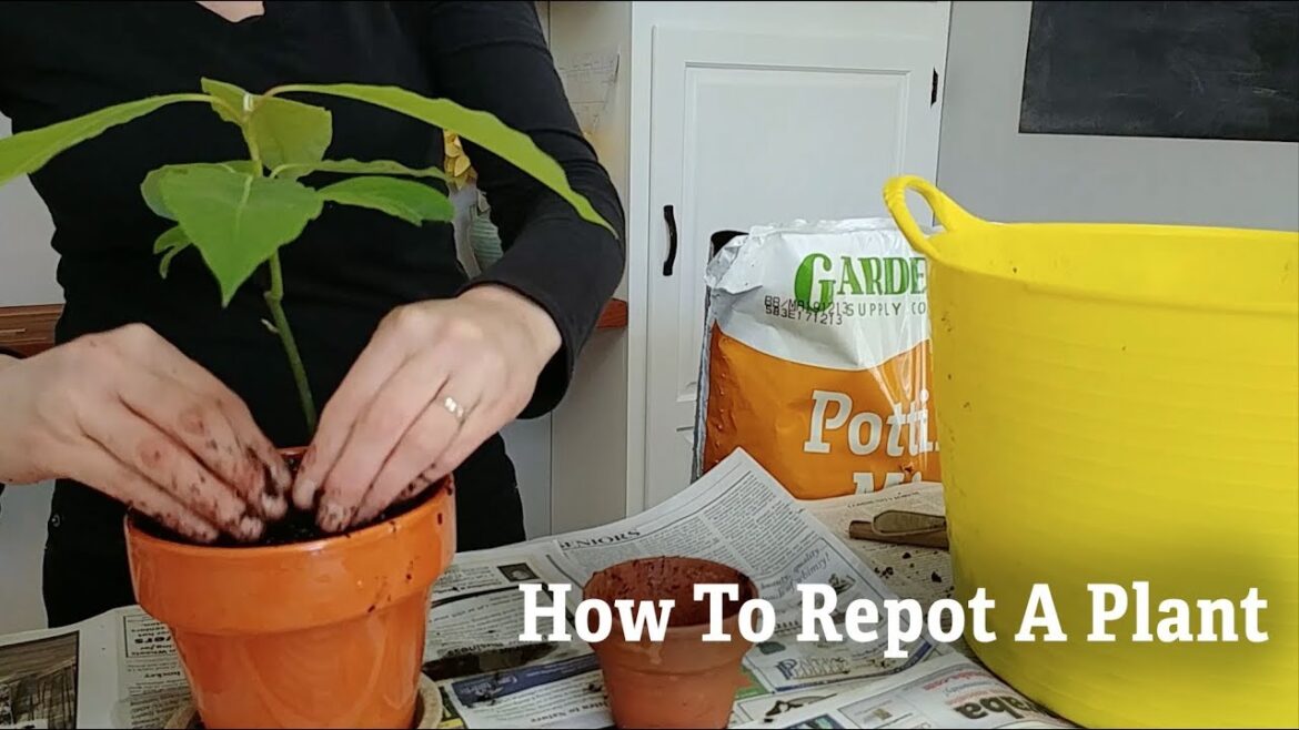 How to Repot a Plant | Gardener’s Supply How to Repot a Plant | Gardener's Supply