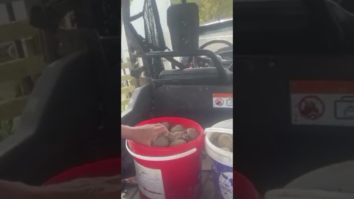 Spring Vegetable Planting 2023