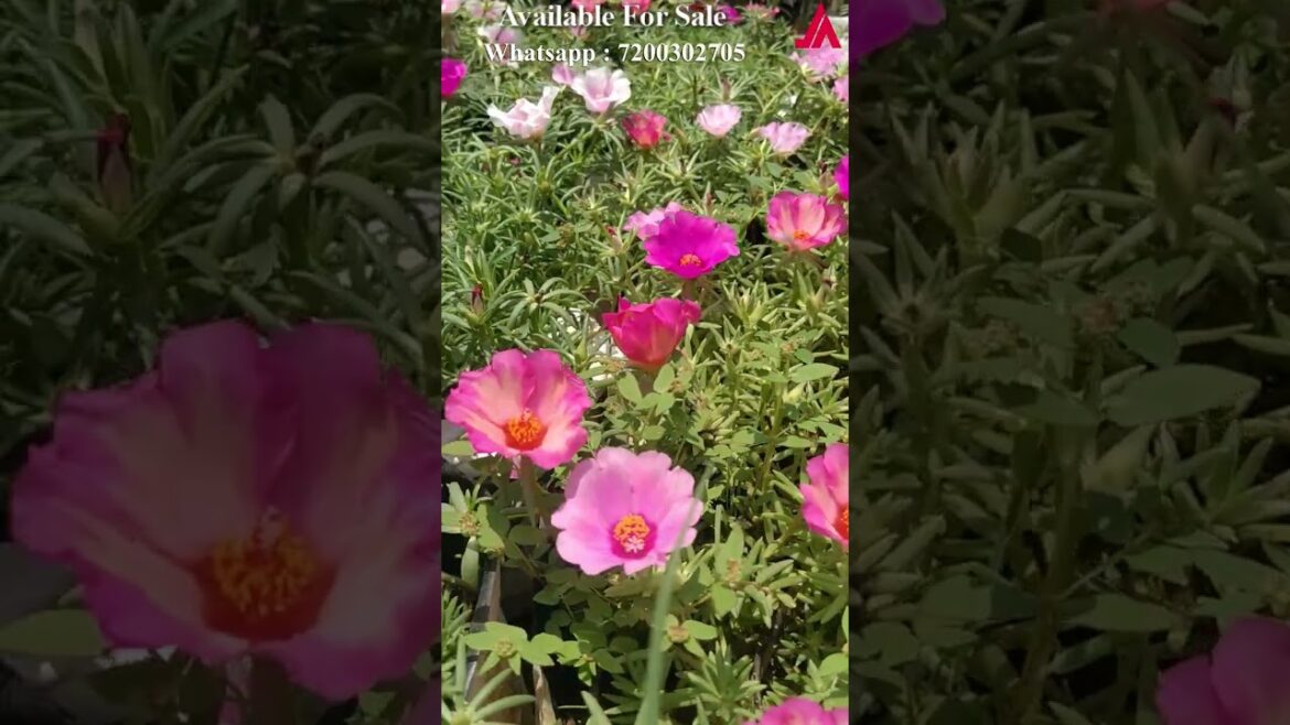 Portulaca 30 colors for sale online – Pathumani Poovu -Table Rose – Jumbo sale – Whatsapp:7200302705 Portulaca 30 colors for sale online - Pathumani Poovu -Table Rose - Jumbo sale - Whatsapp:7200302705